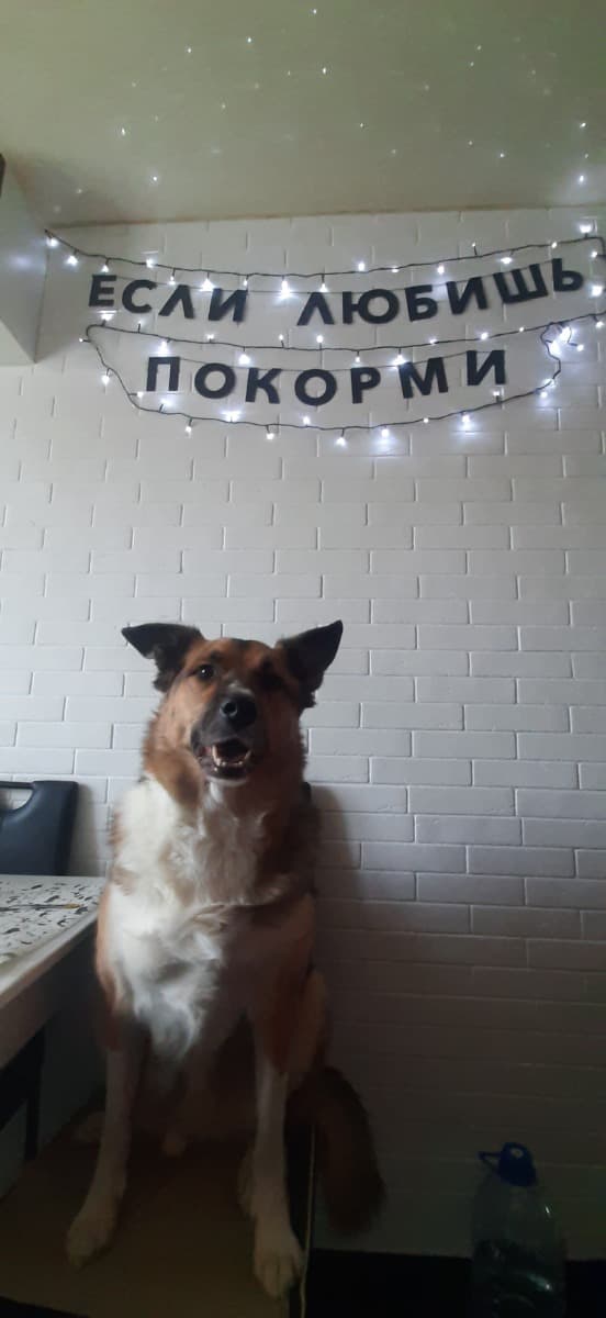 Фотография покупателя: Гирлянды