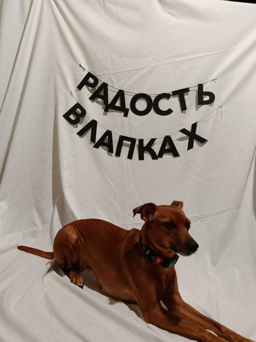 Фотография покупателя: Гирлянды