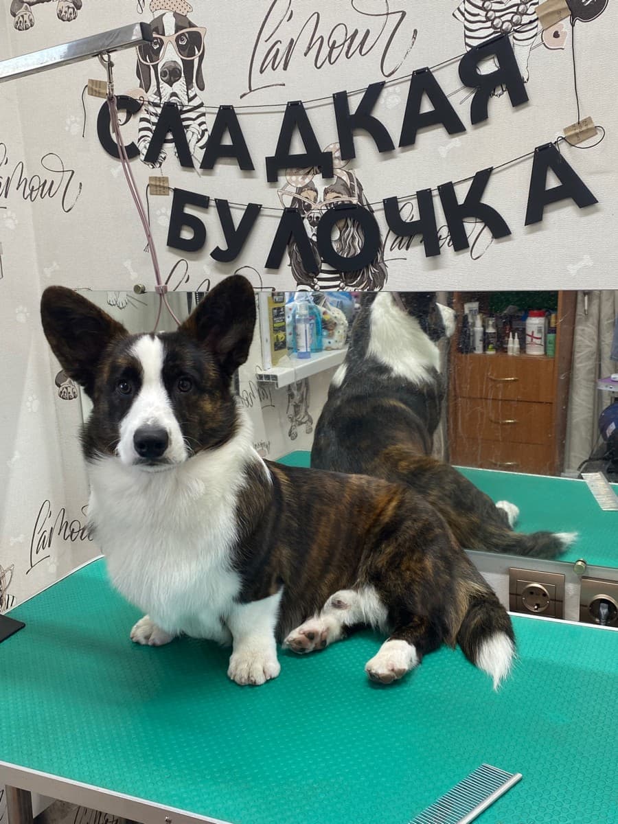 Фотография покупателя: Гирлянды
