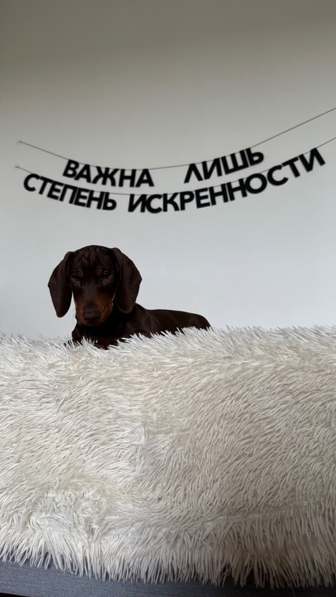Фотография покупателя: Гирлянды