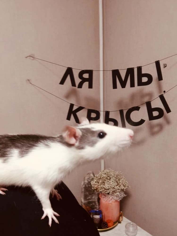 Фотография покупателя: Гирлянды