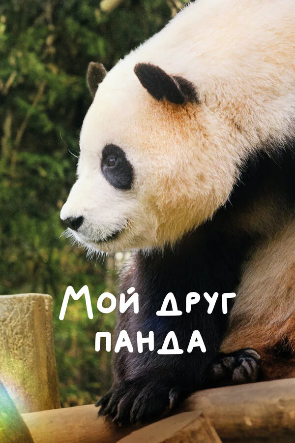 Обложка фильма «Мой друг панда»
