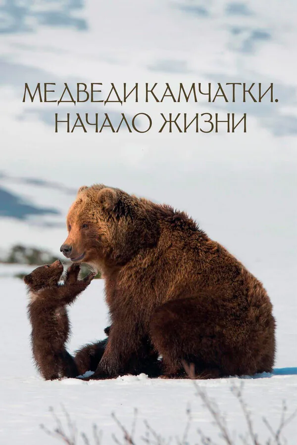 Обложка фильма «Медведи Камчатки. Начало жизни»