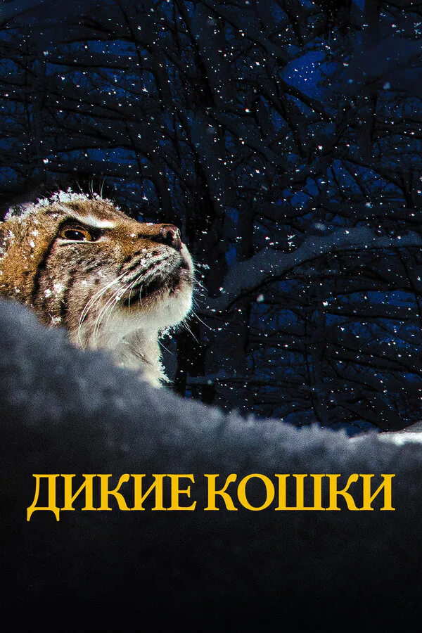 Обложка фильма «Дикие кошки»