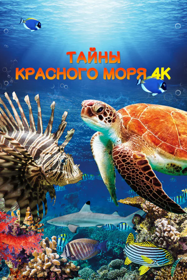 Обложка фильма «Тайны Красного моря»