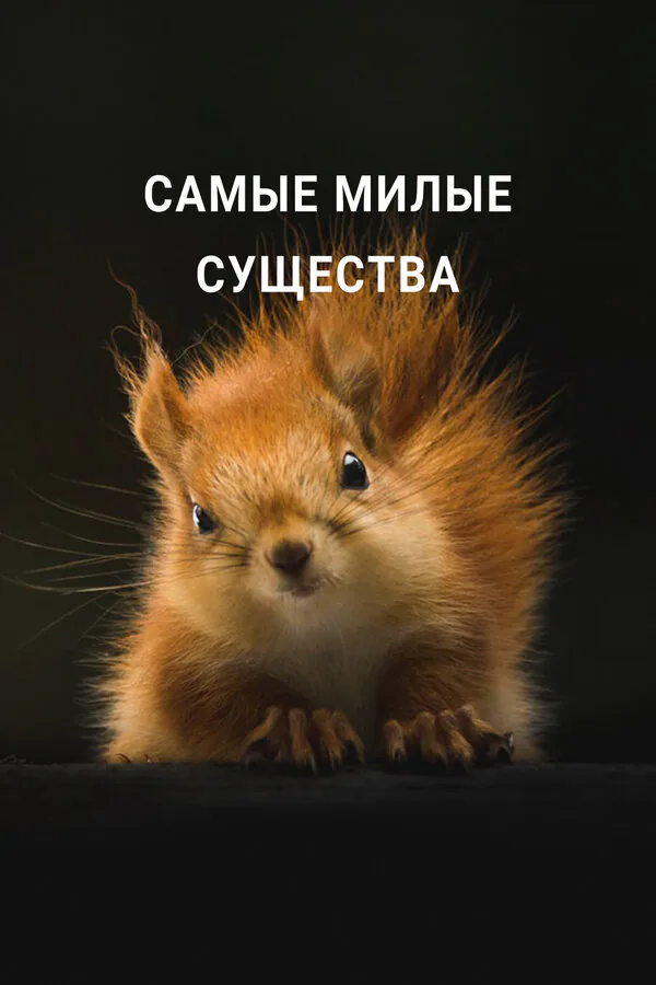 Обложка фильма «Самые милые существа»