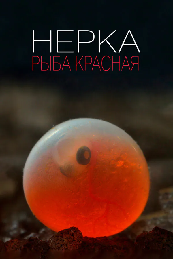 Обложка фильма «Нерка. Рыба красная»
