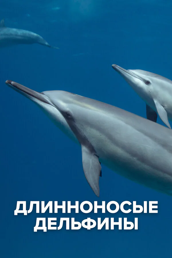 Обложка фильма «Длинноносые дельфины»