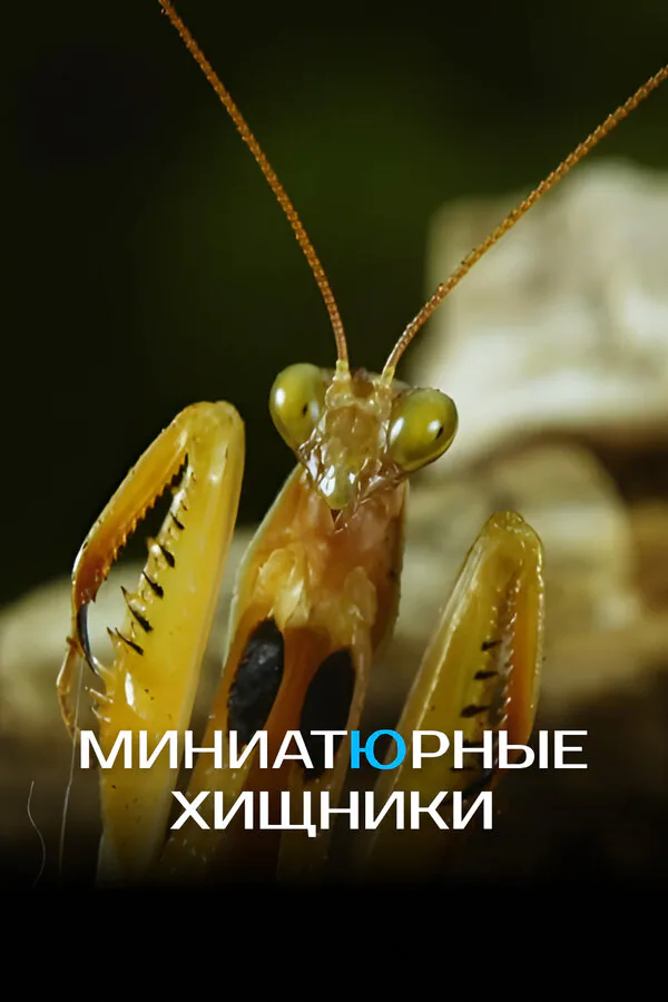 Обложка фильма «Миниатюрные хищники»