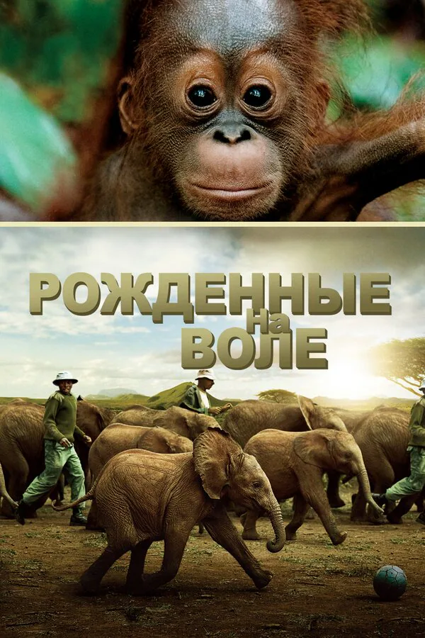 Обложка фильма «Рожденные на воле»
