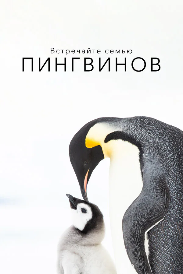 Обложка фильма «Встречайте семью пингвинов»